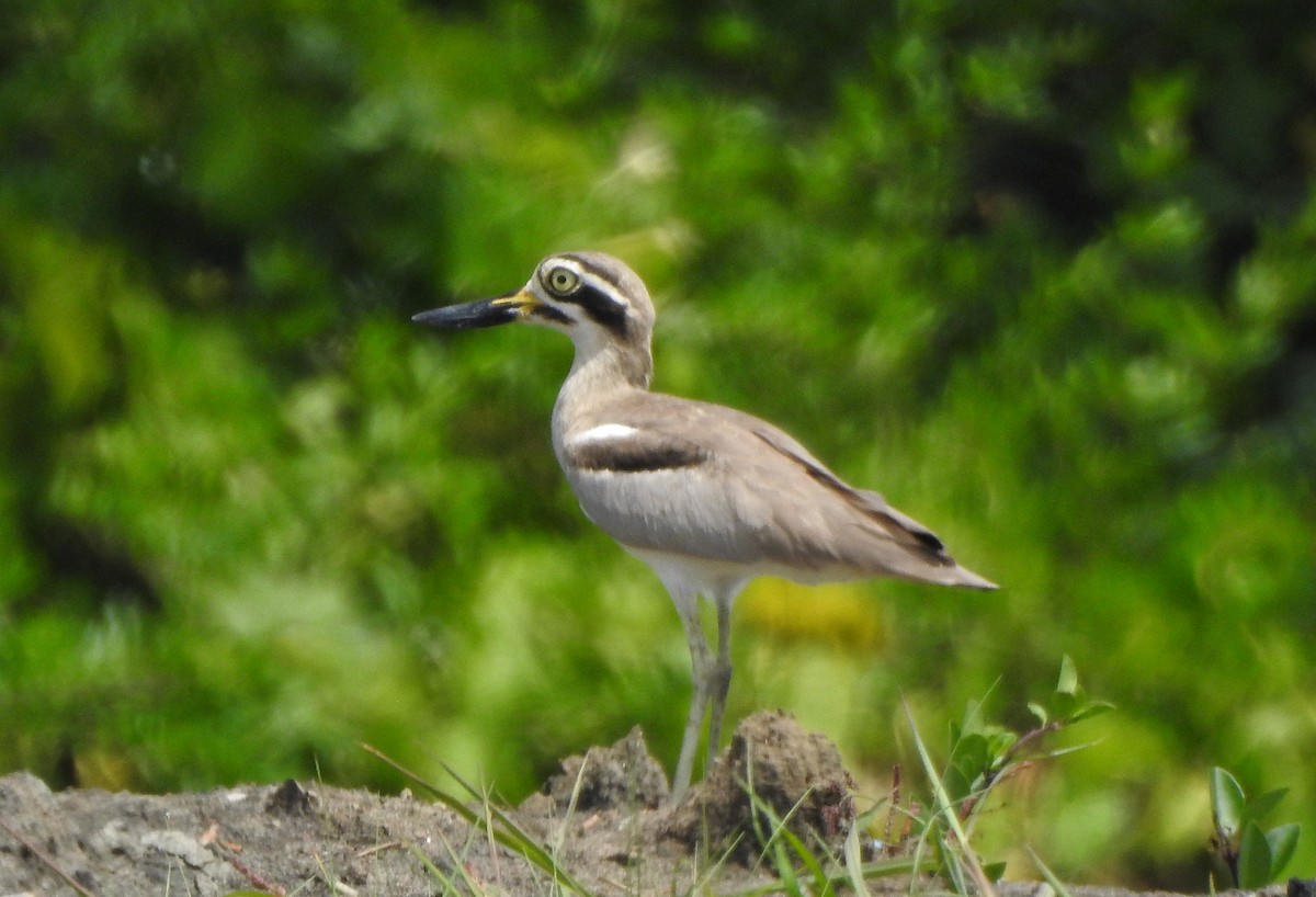 Great Thick-knee - ML496958381