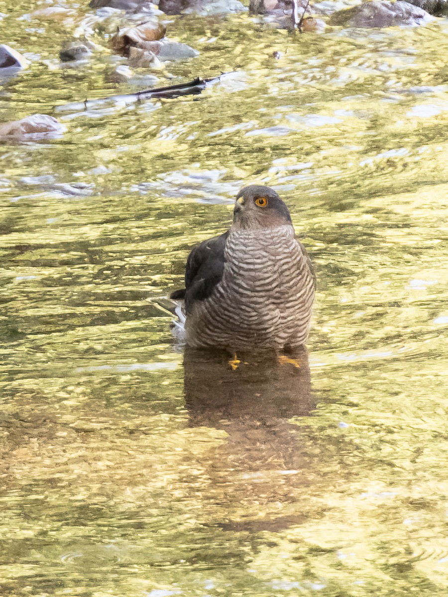 Eurasian Sparrowhawk - ML496961051