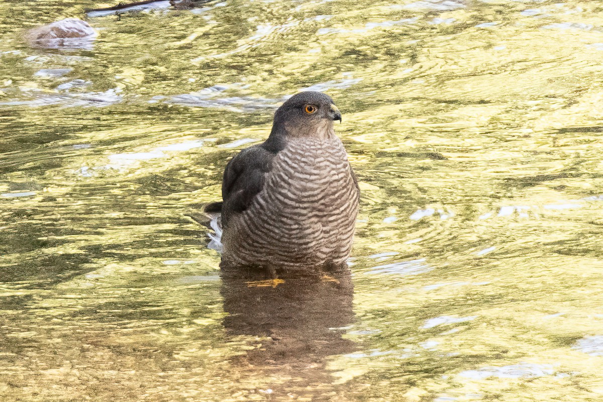 Eurasian Sparrowhawk - ML496961061