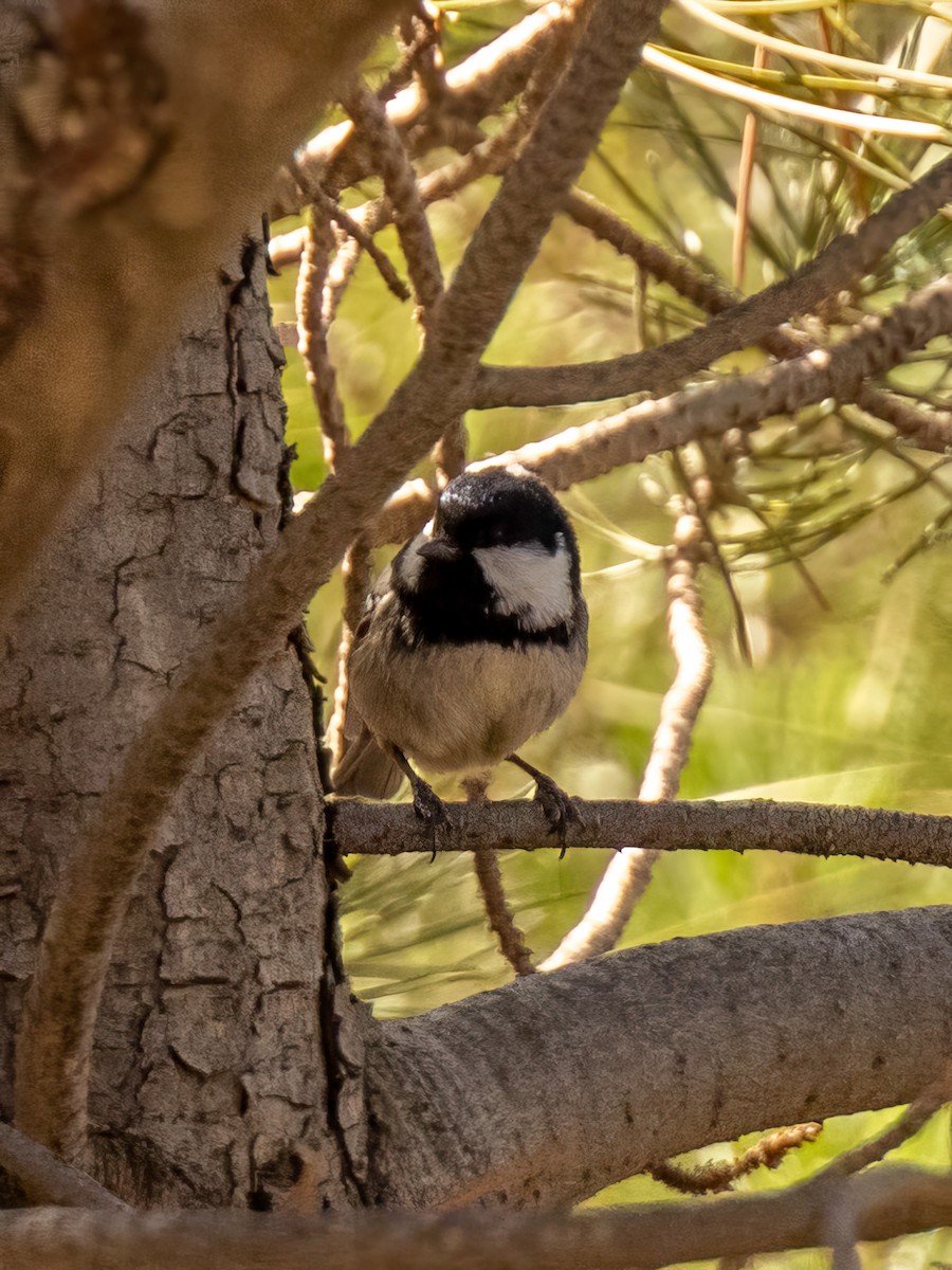 Mésange noire (ledouci/atlas) - ML496961151