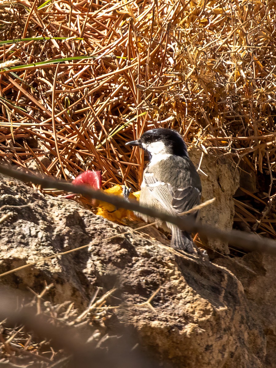 Coal Tit (Atlas) - ML496961161