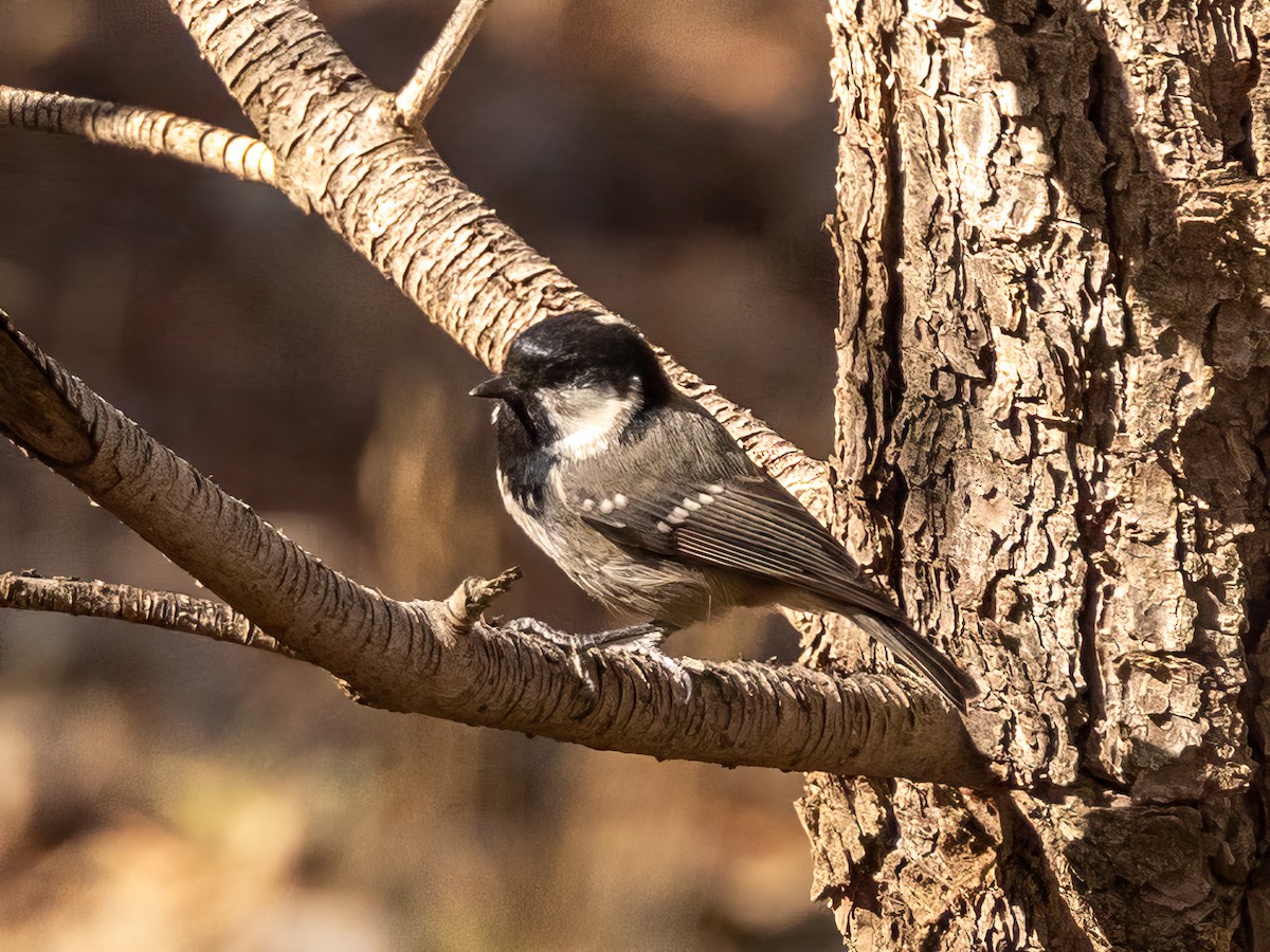 Coal Tit (Atlas) - ML496961171