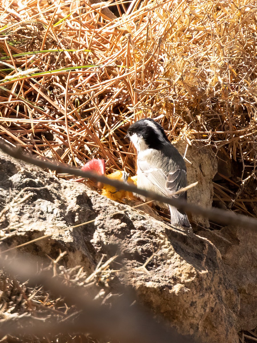 Mésange noire (ledouci/atlas) - ML496961181