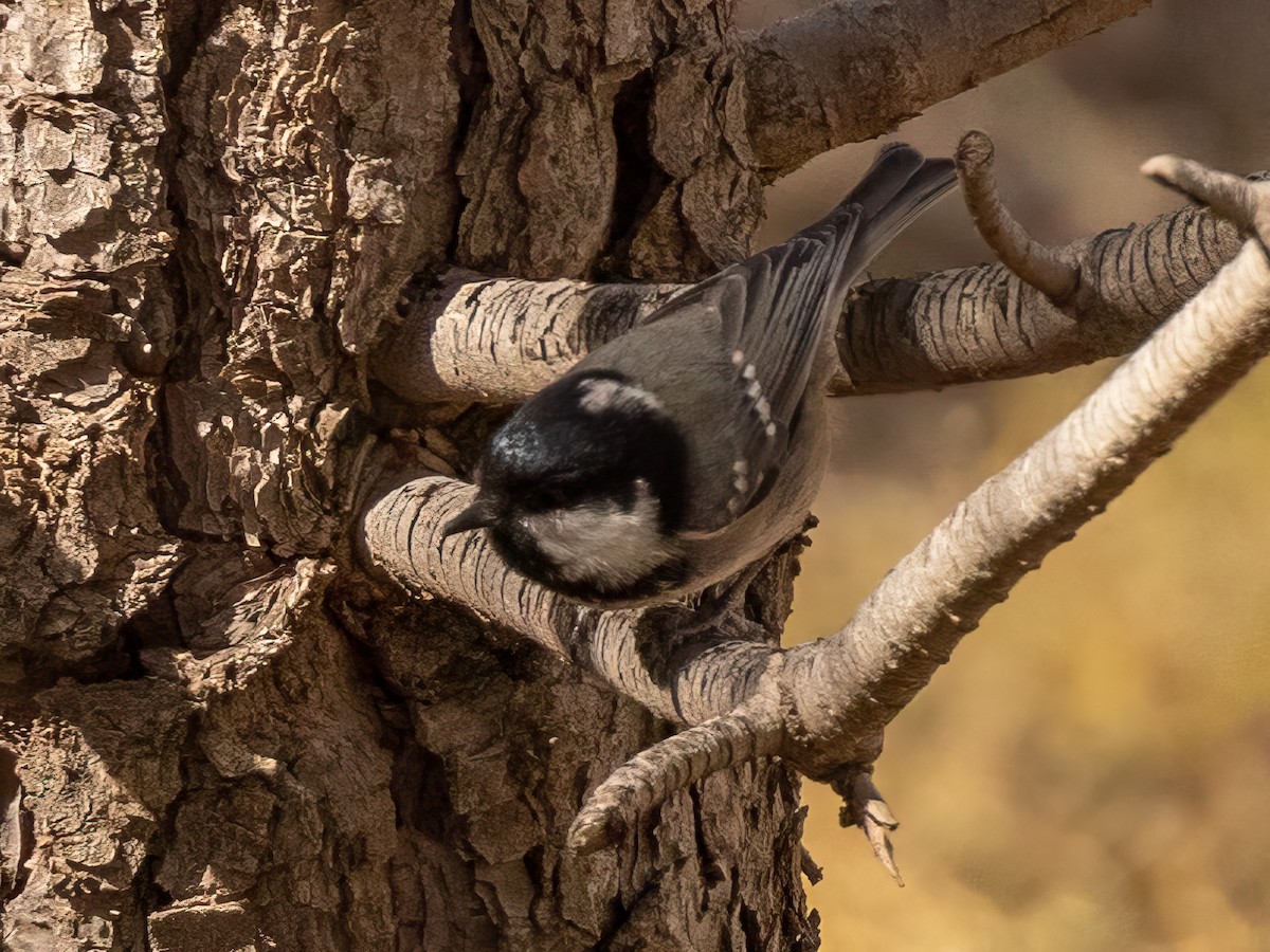 Coal Tit (Atlas) - ML496961191