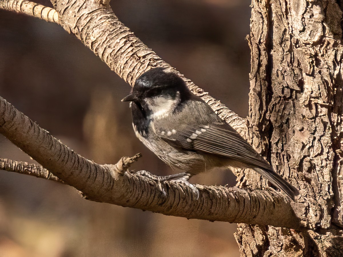 Mésange noire (ledouci/atlas) - ML496961201