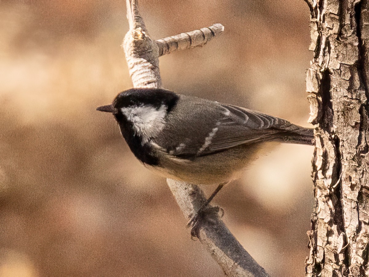 Coal Tit (Atlas) - William Stephens