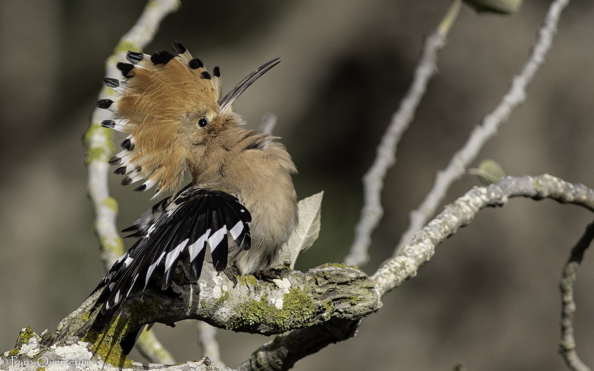 Eurasian Hoopoe - Sérgio Correia