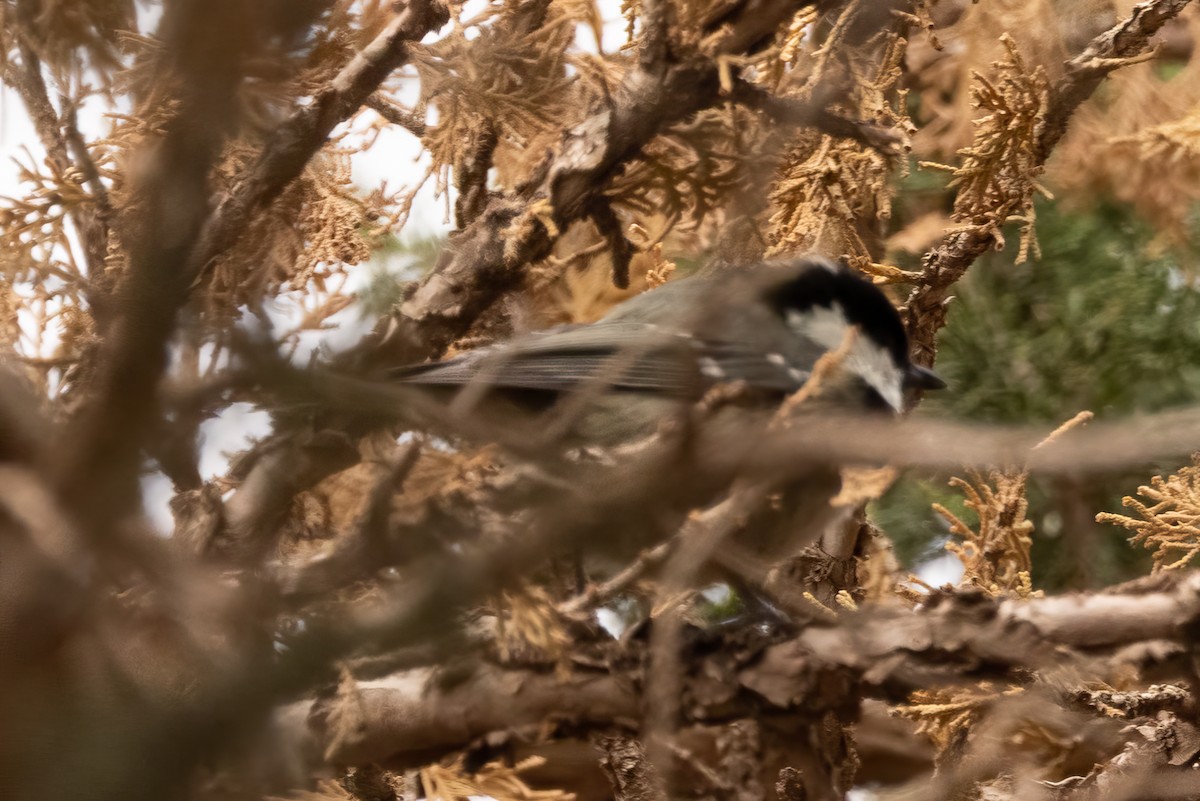 Mésange noire (ledouci/atlas) - ML496962211