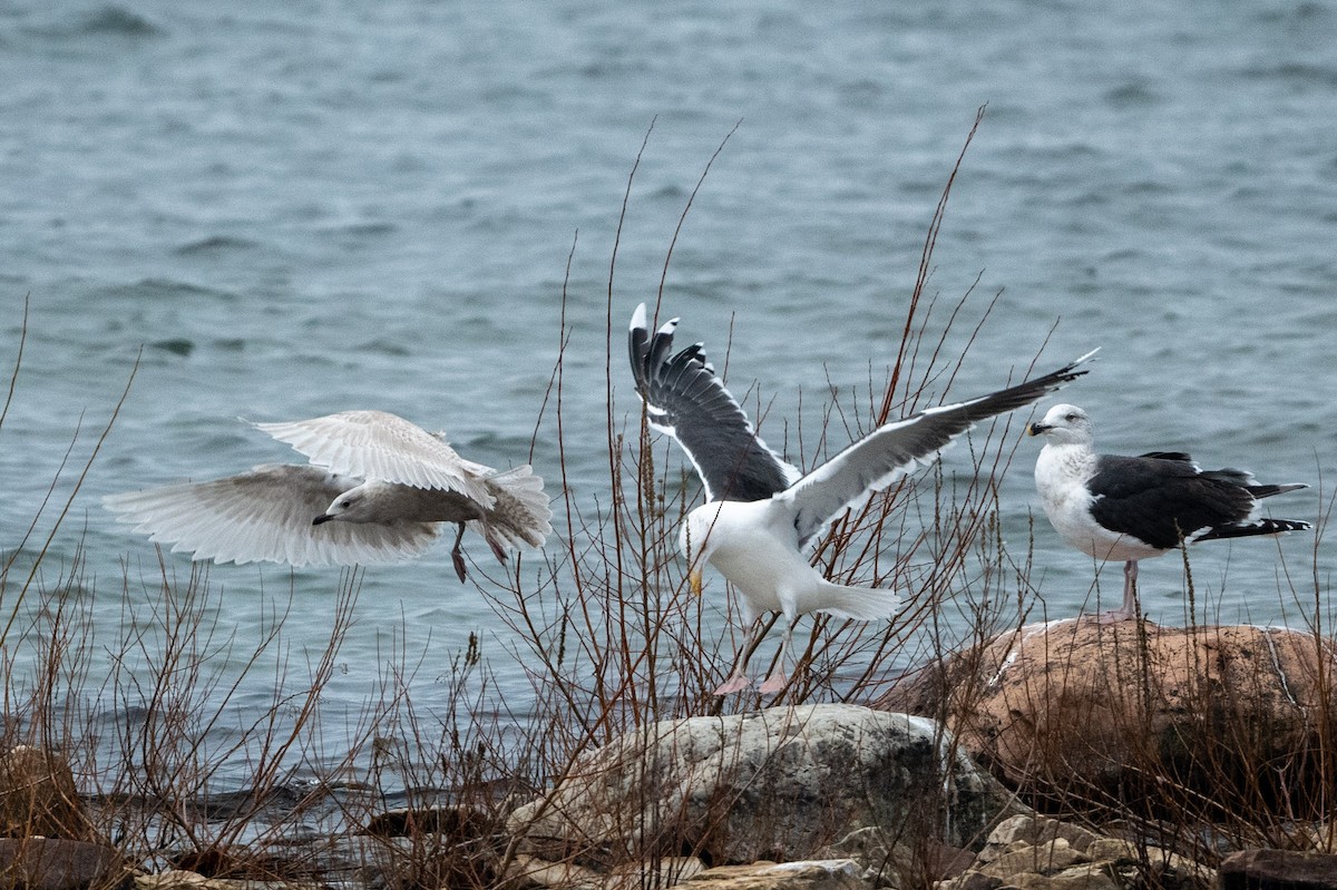 Great Black-backed Gull - ML496963481