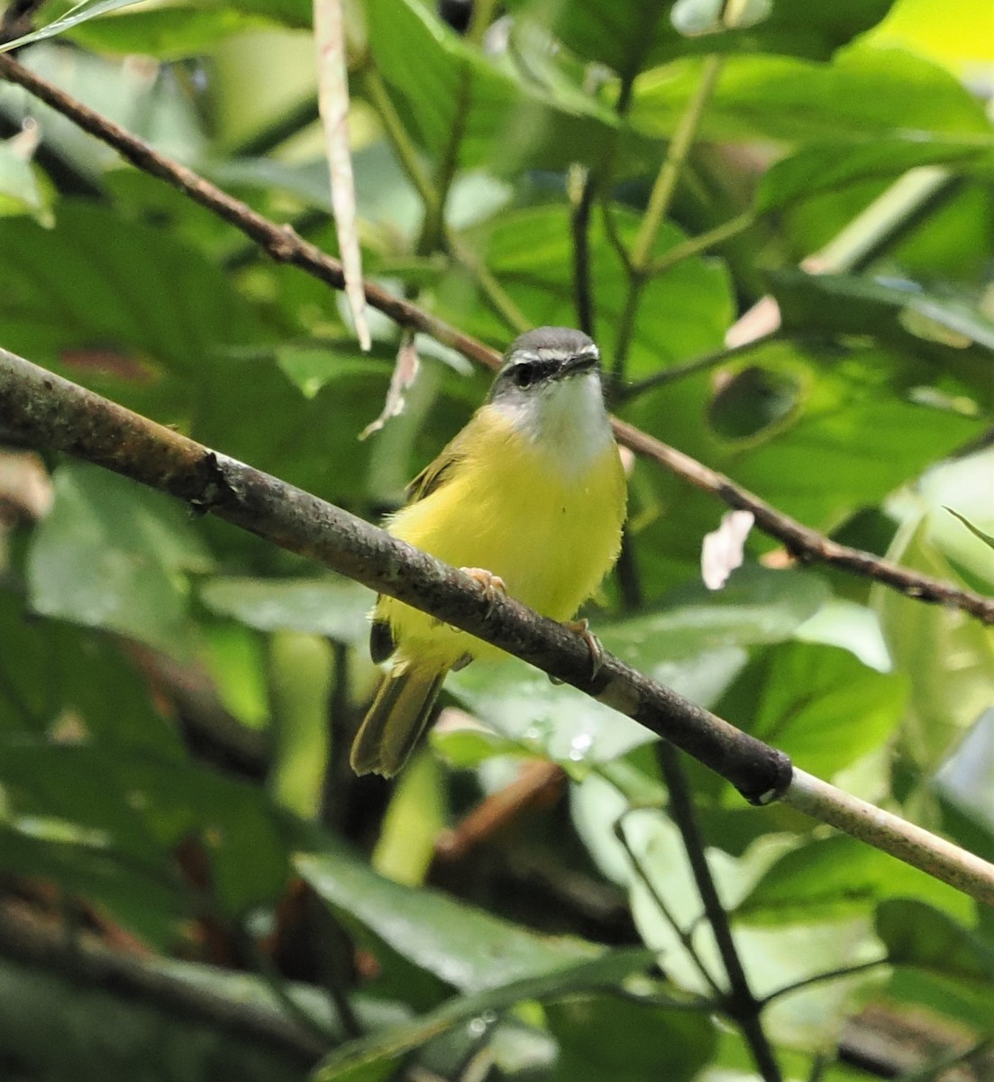 Yellow-bellied Warbler - ML496964941