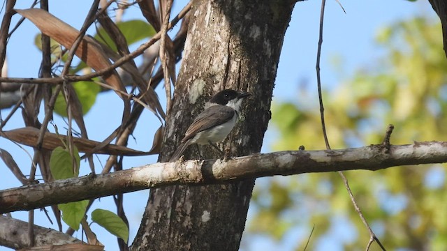 Silbador de la Wallacea - ML496965891