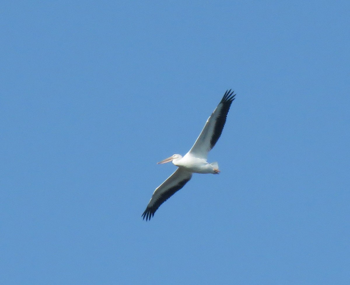 American White Pelican - ML496966051