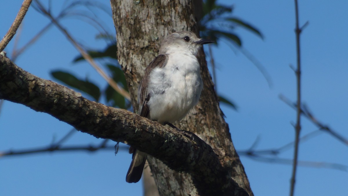 White-rumped Monjita - ML496967811