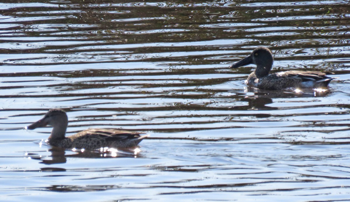 Northern Shoveler - ML496970471