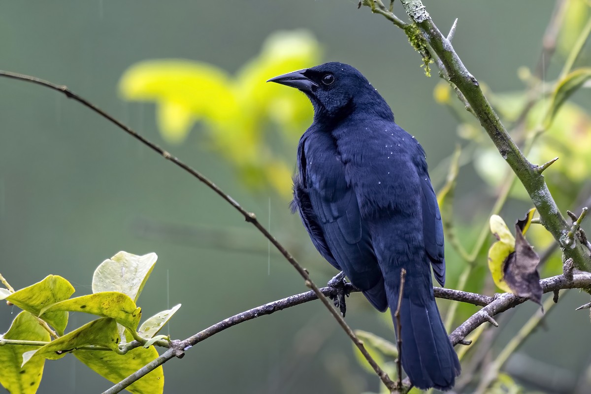 Scrub Blackbird - ML496970931