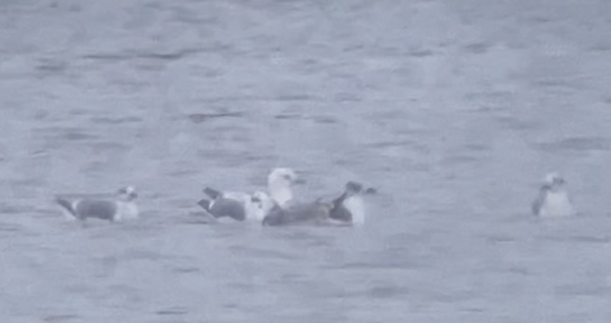 Laughing Gull - ML496971101