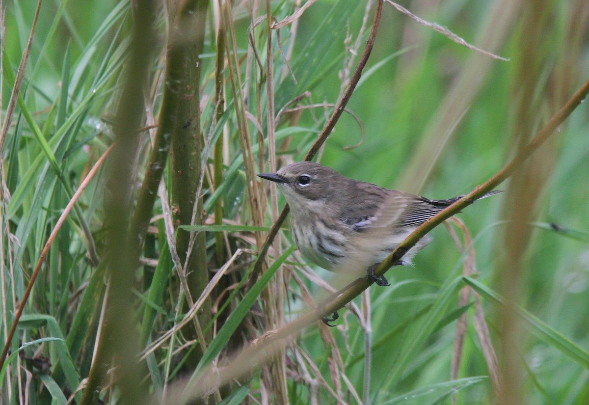 Yellow-rumped Warbler - ML496971781