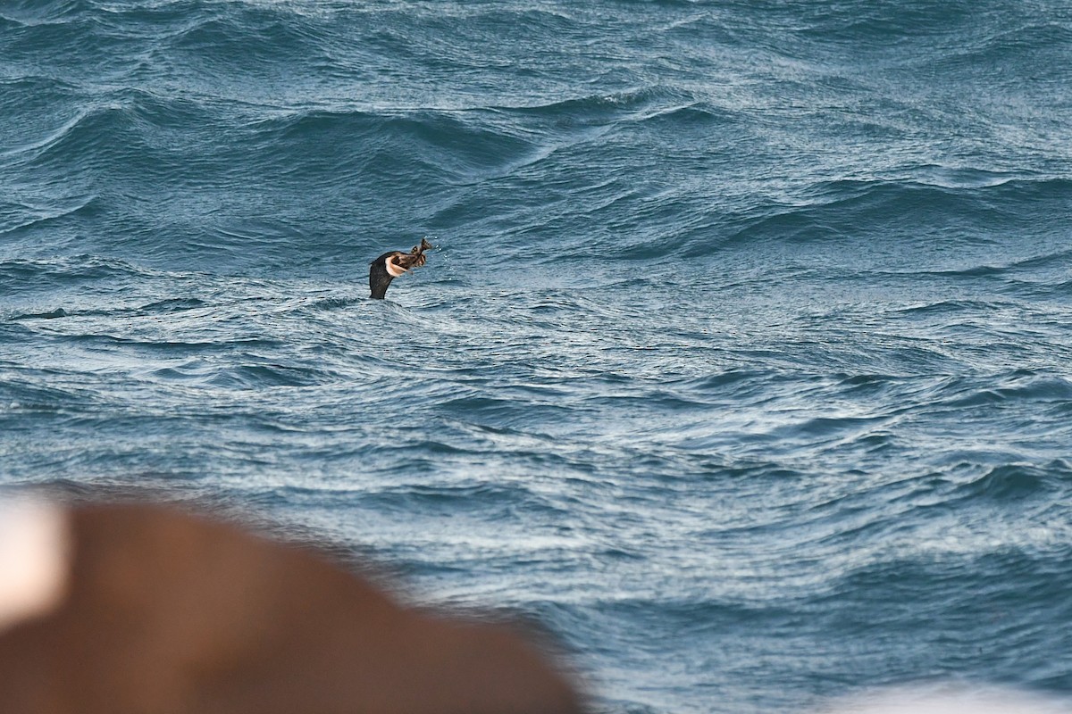 Cormorano - ML496972121