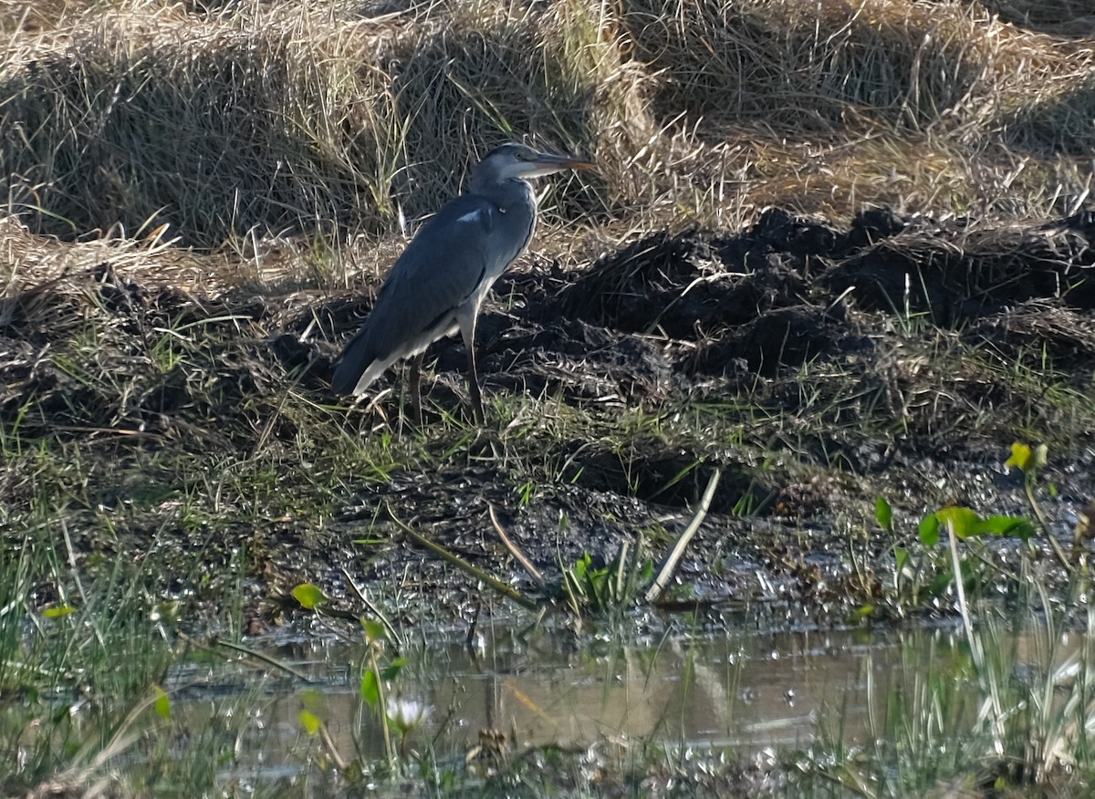 Gray Heron - ML496972151