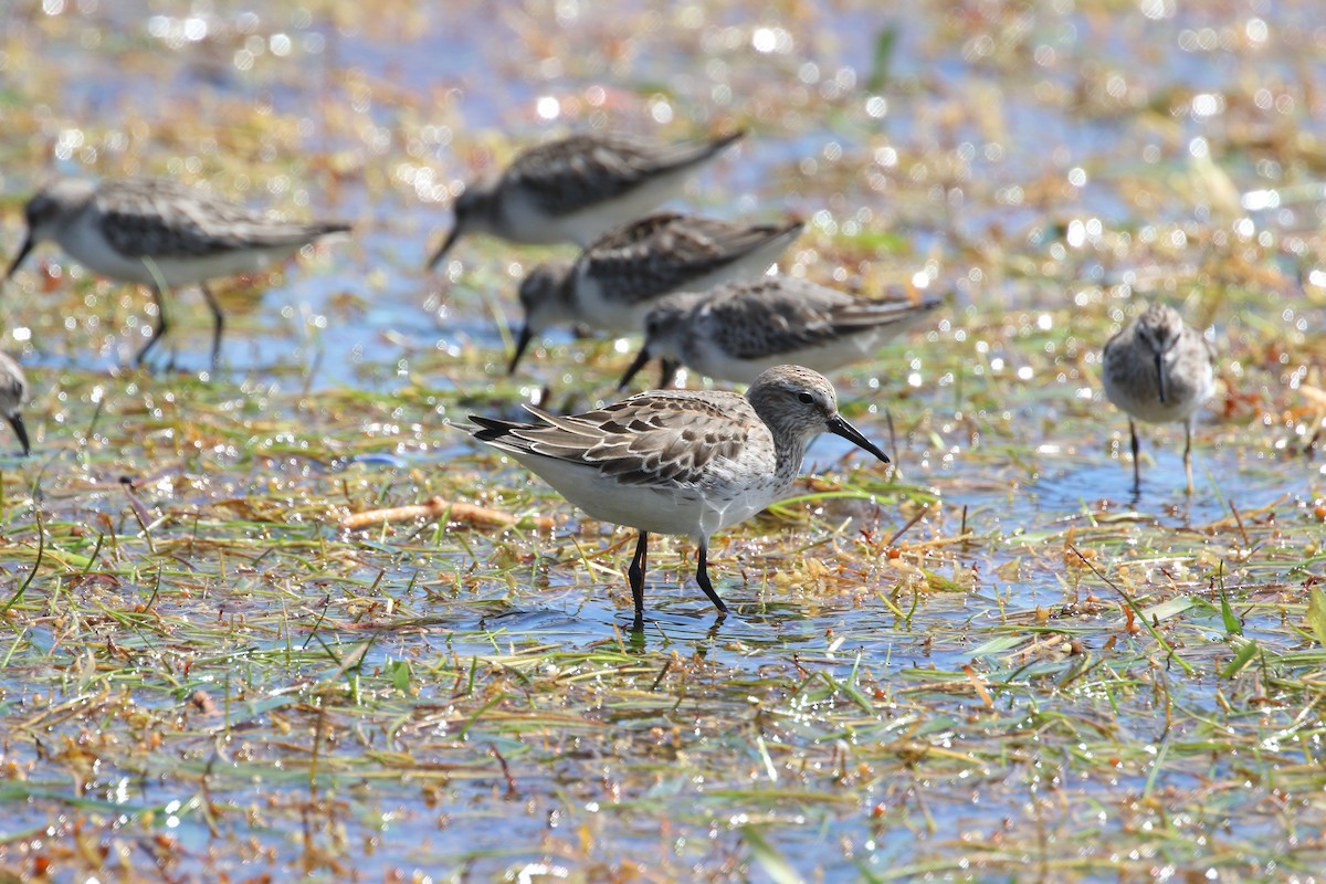 Western Sandpiper - ML496973631