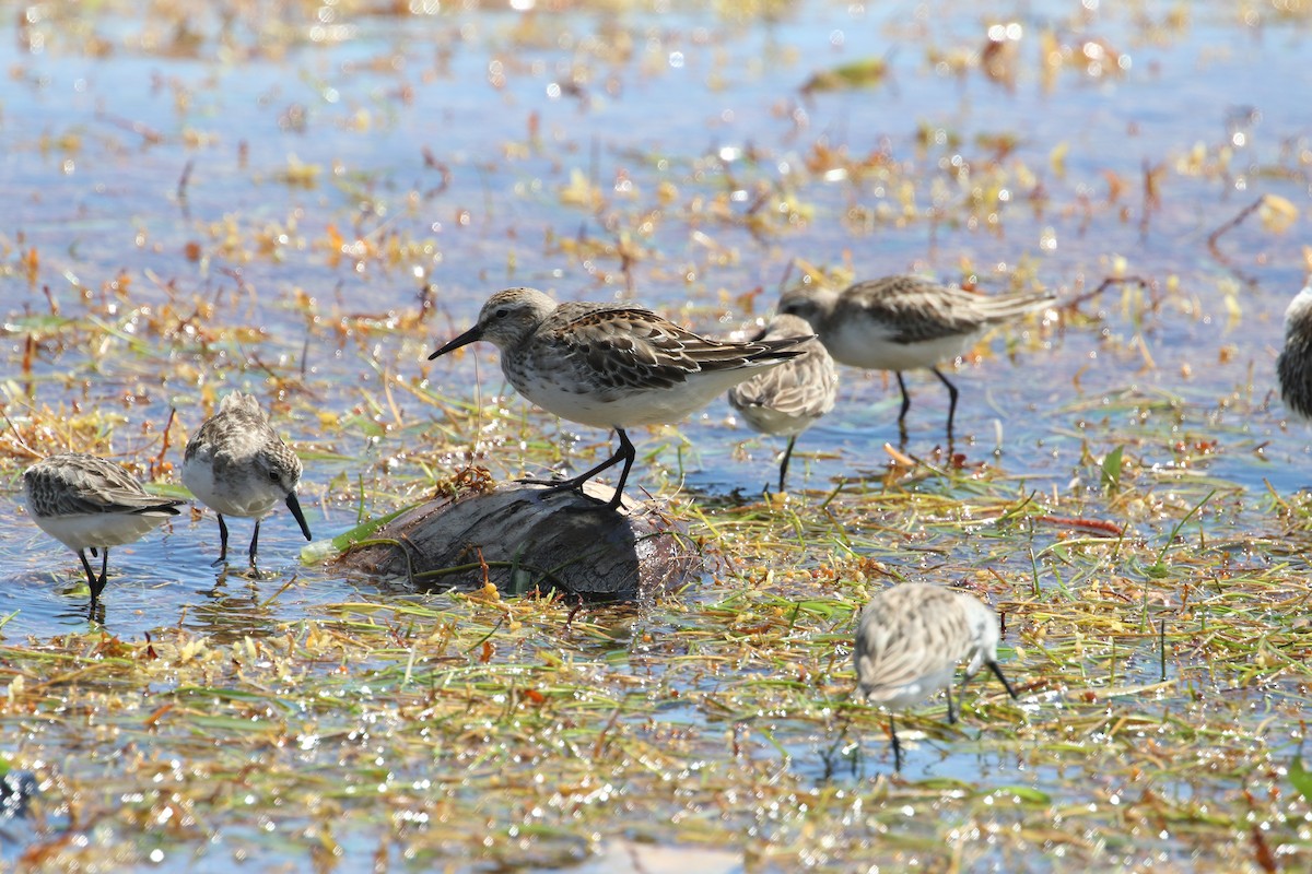 Western Sandpiper - ML496973731