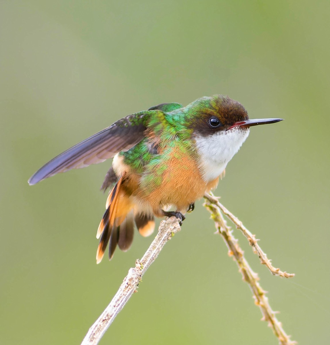 White-crested Coquette - ML496973941