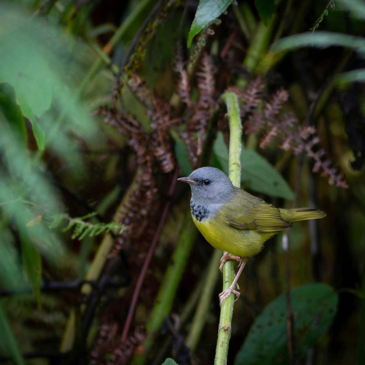 Mourning Warbler - ML496974011