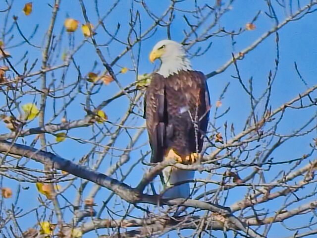 Bald Eagle - ML496974431