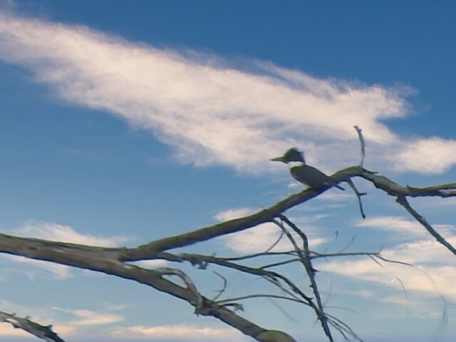 Belted Kingfisher - ML496974441