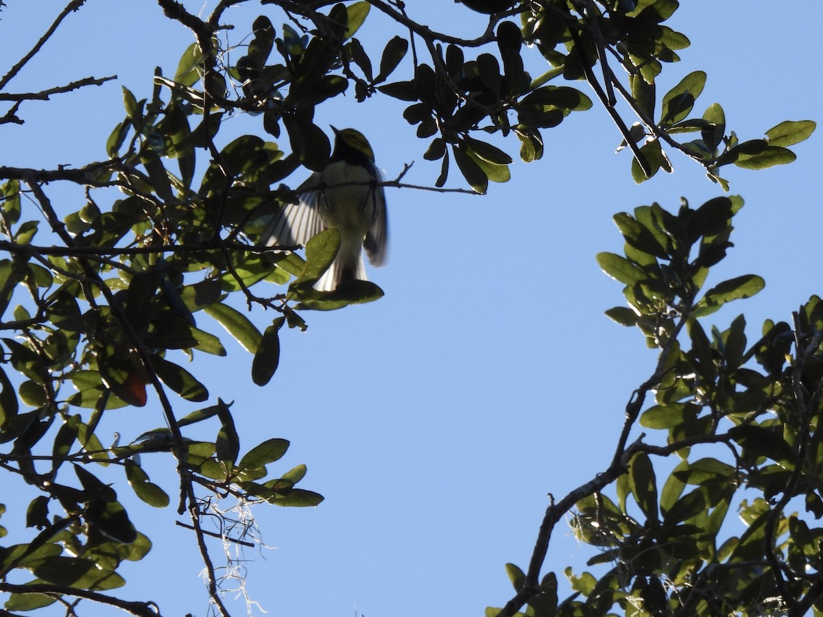Black-throated Green Warbler - ML496974491