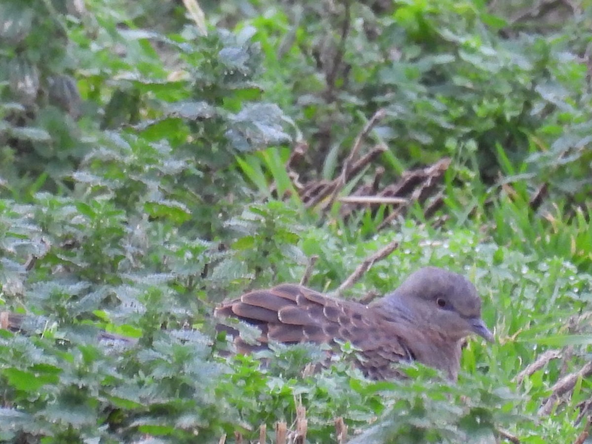 Oriental Turtle-Dove - ML496974501