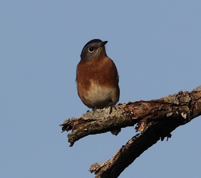 Eastern Bluebird - ML496974581