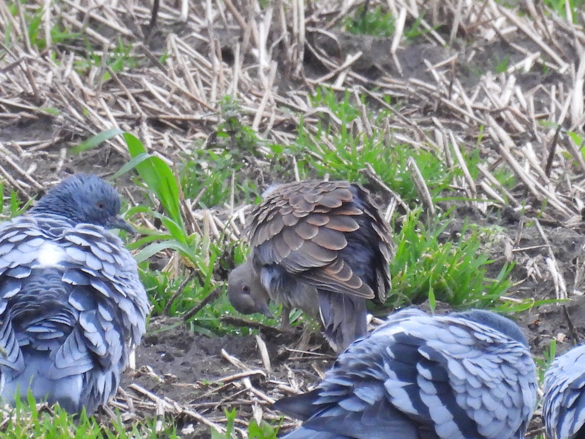 Oriental Turtle-Dove - ML496974601