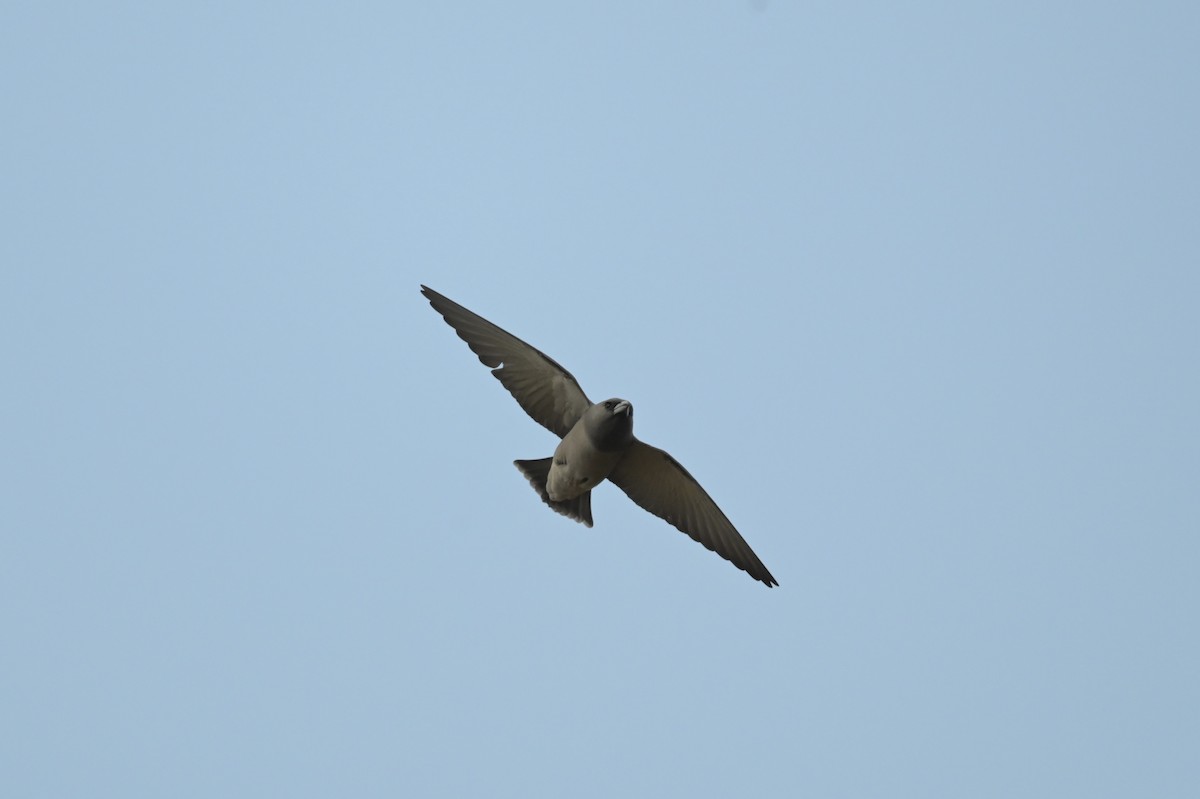 Ashy Woodswallow - Wenyi Zhou