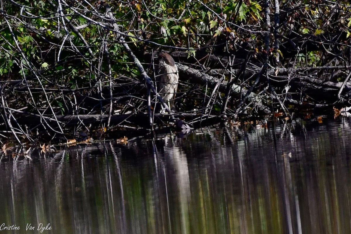Black-crowned Night Heron - Cristine Van Dyke