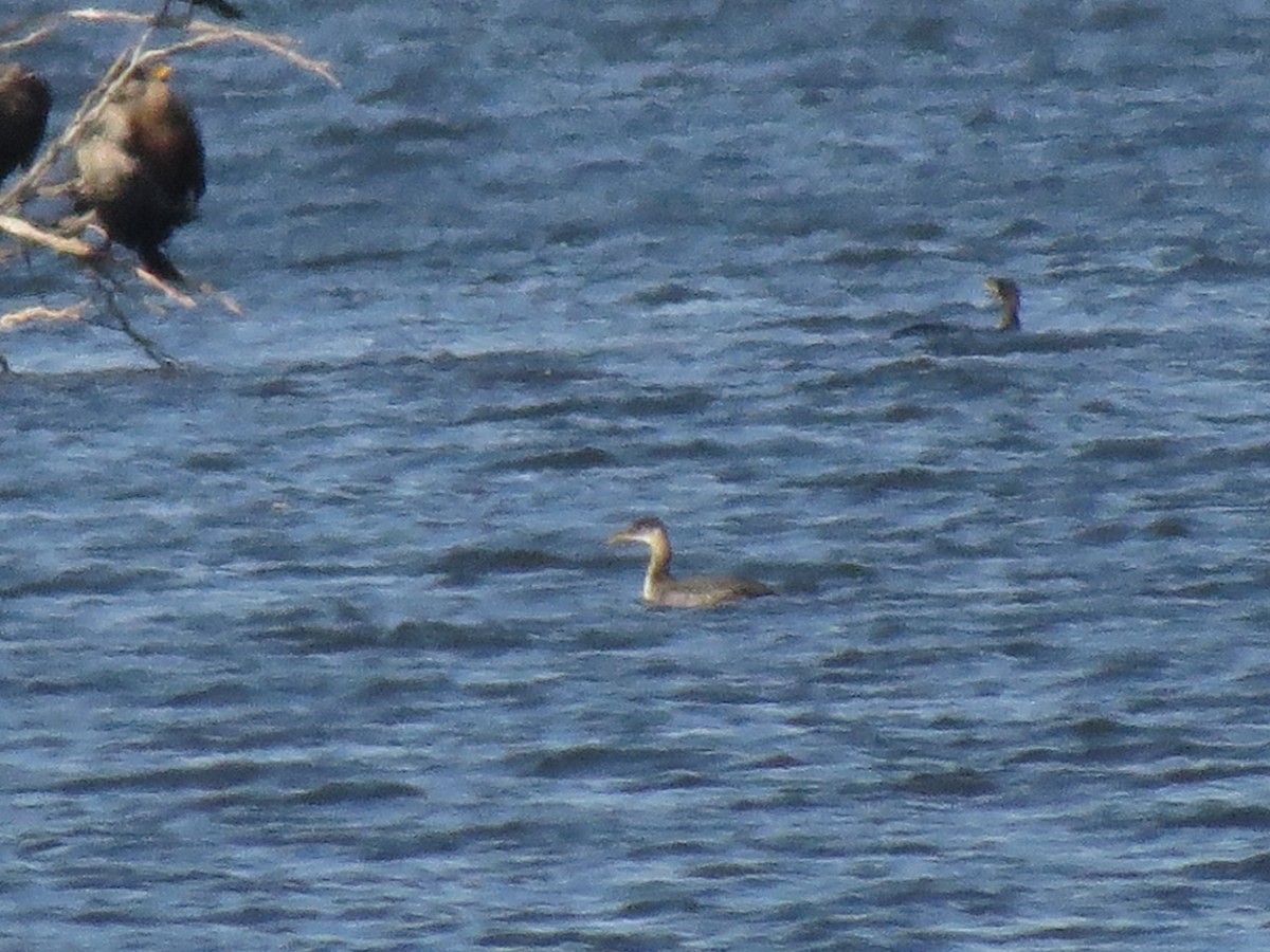 Red-necked Grebe - ML496976491