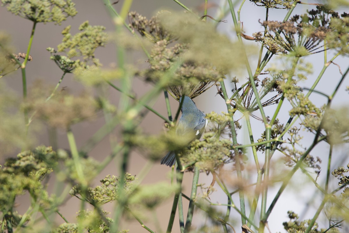 Black-throated Blue Warbler - ML496977081