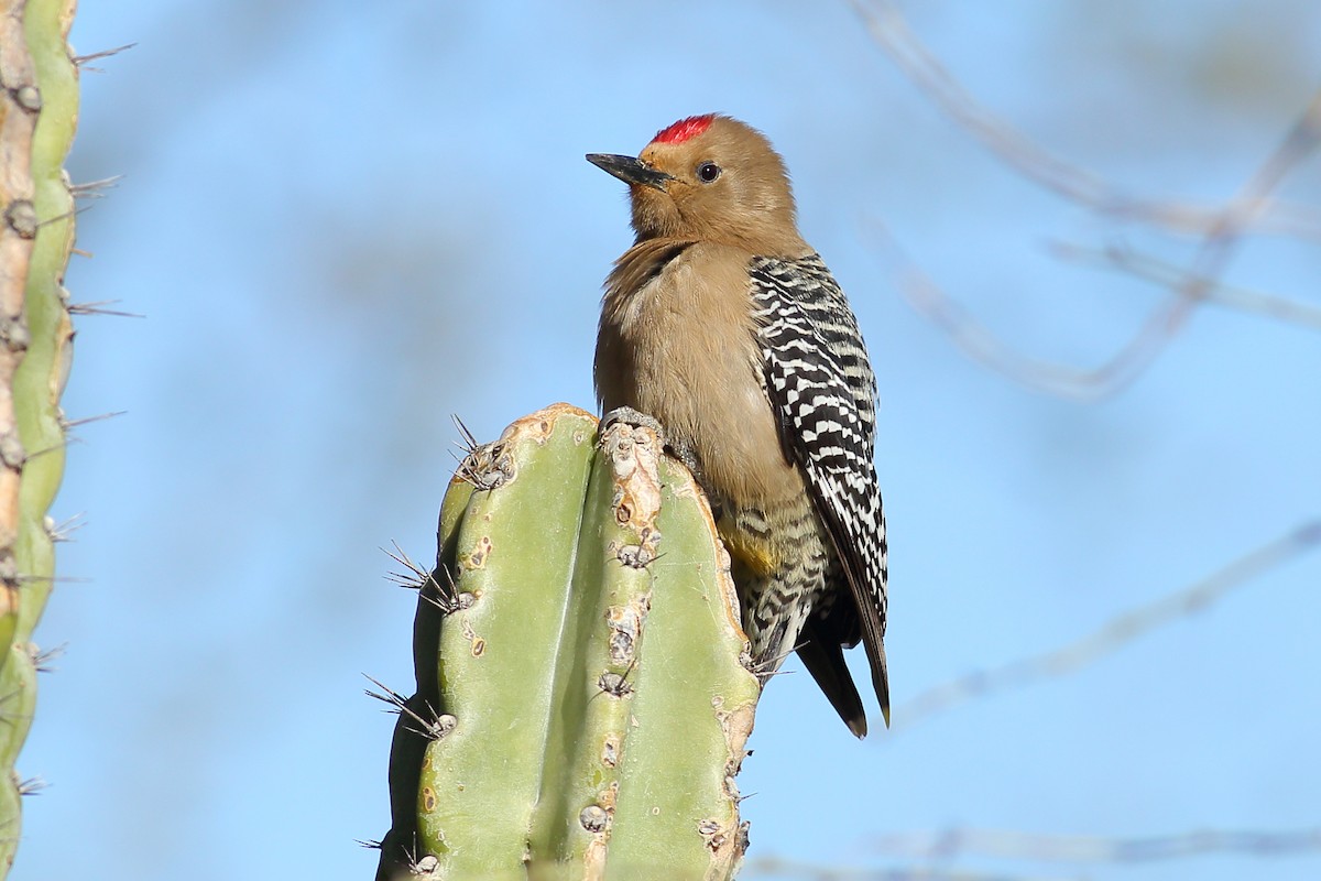 Gila Woodpecker - Thomas Anderson