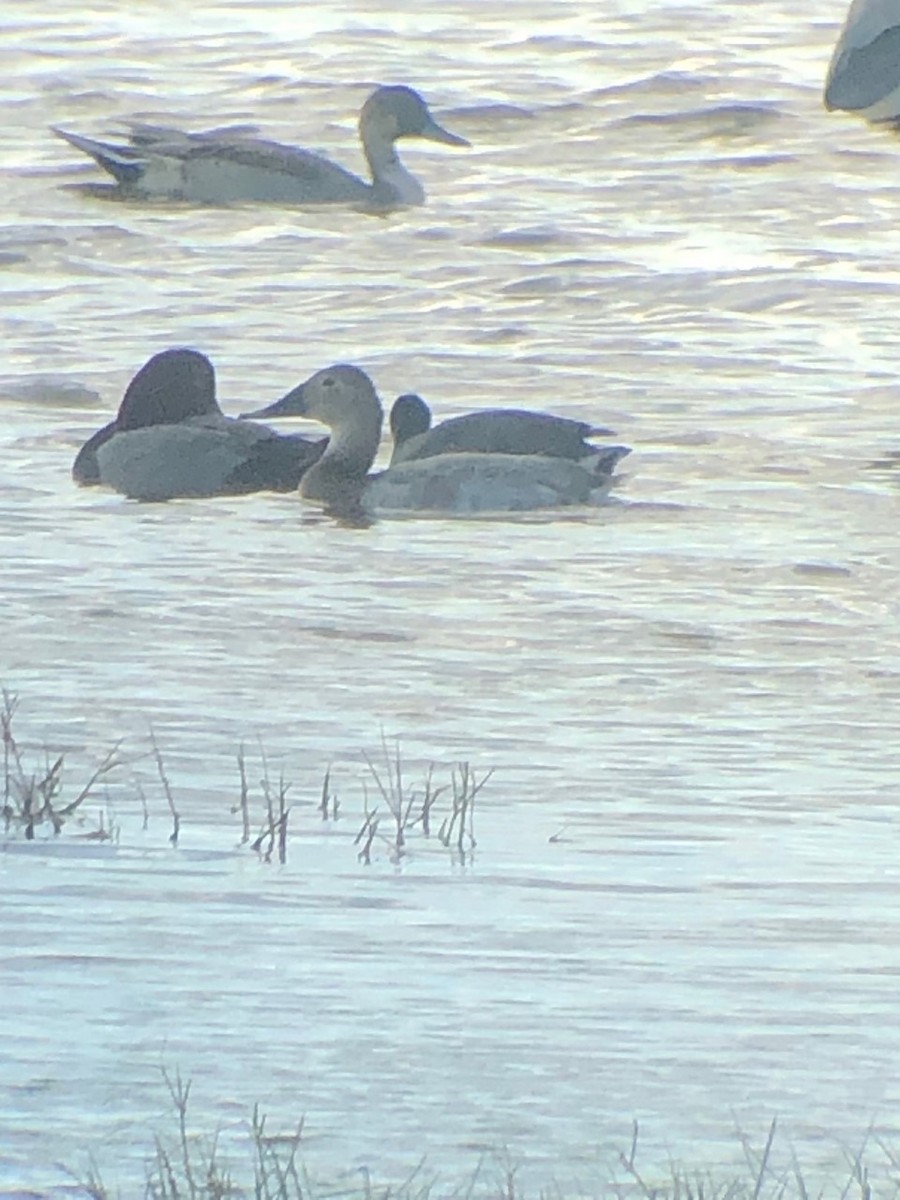 Canvasback - ML496977441