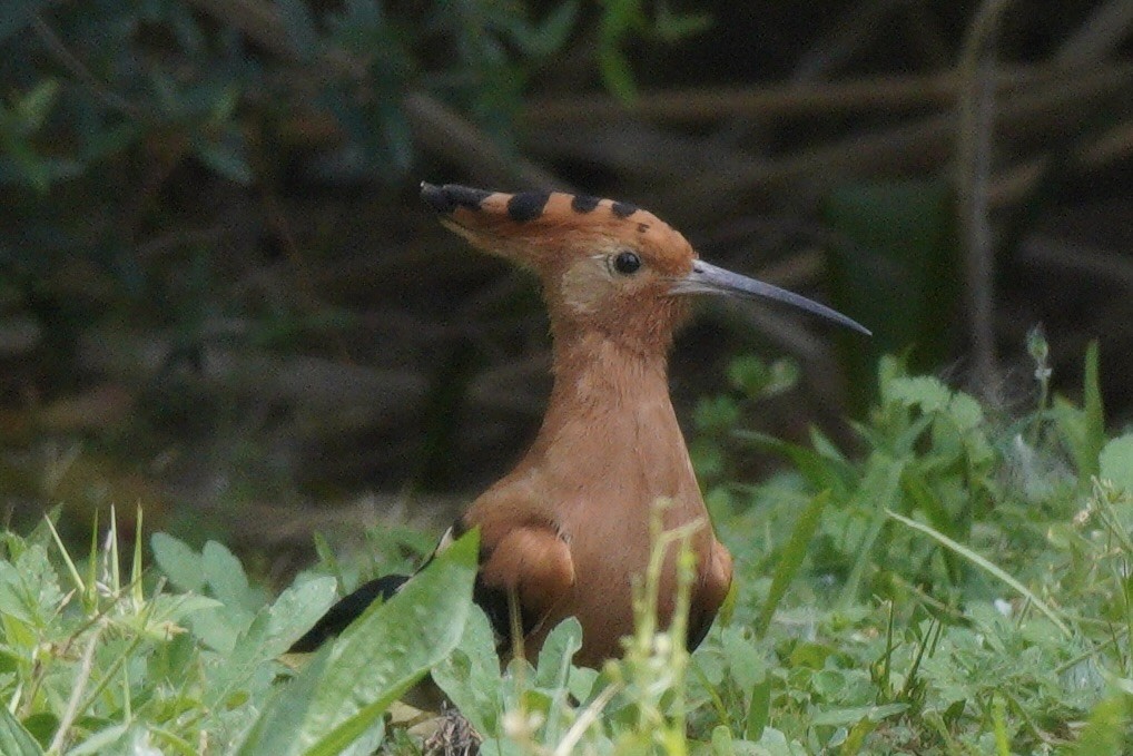 Eurasian Hoopoe - ML496979891