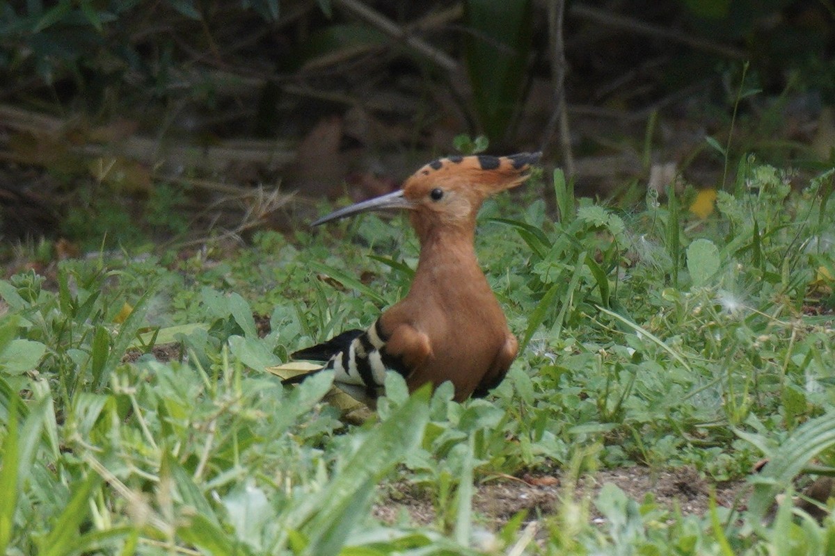 Eurasian Hoopoe - ML496979901