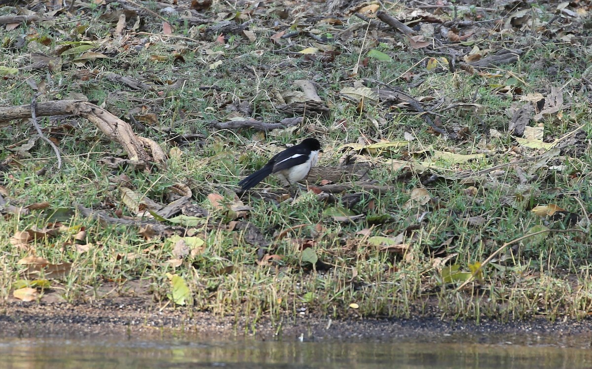 Tropical Boubou - ML496980901