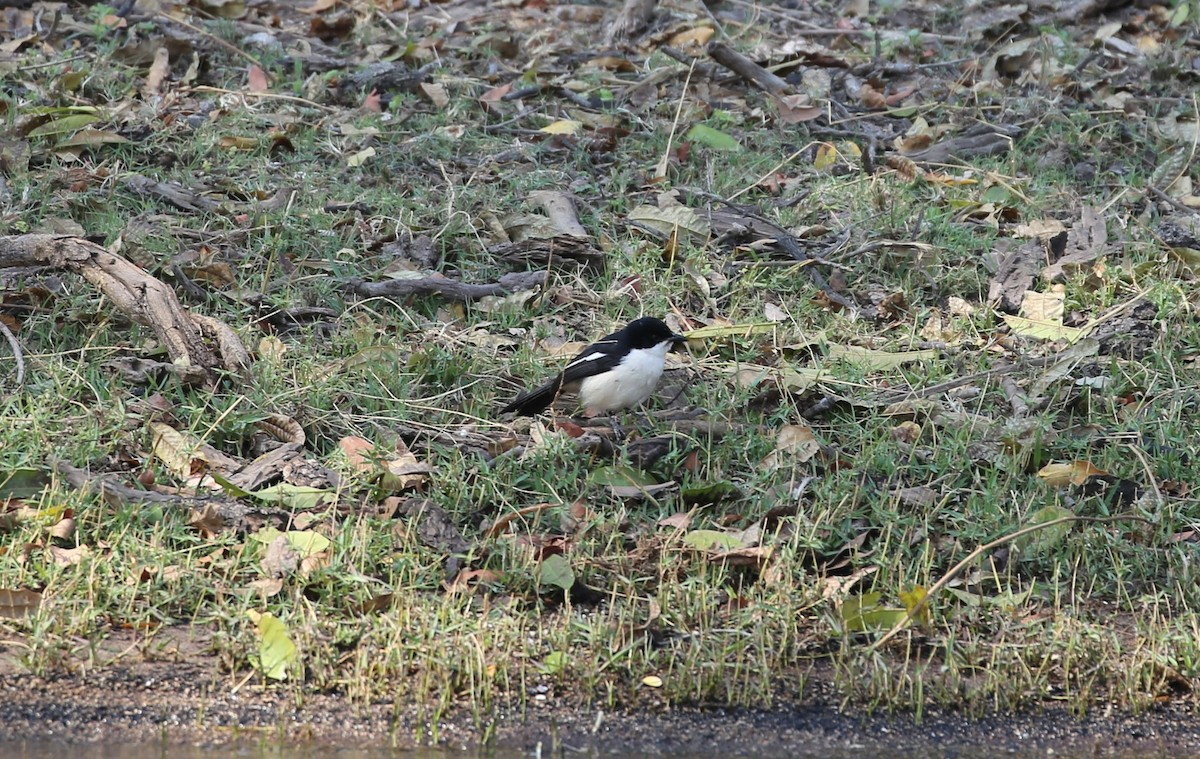 Tropical Boubou - ML496980911