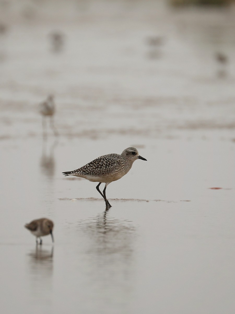 Black-bellied Plover - ML496981721