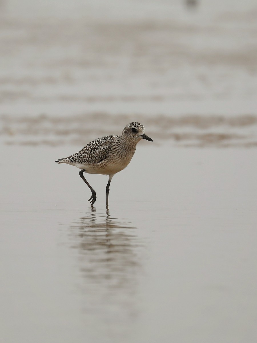 Black-bellied Plover - ML496981751