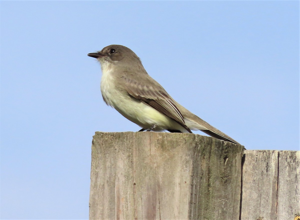 Eastern Phoebe - ML496982611