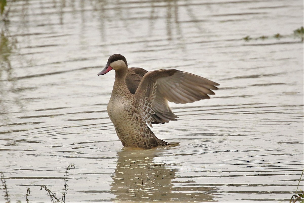 Canard à bec rouge - ML496983101