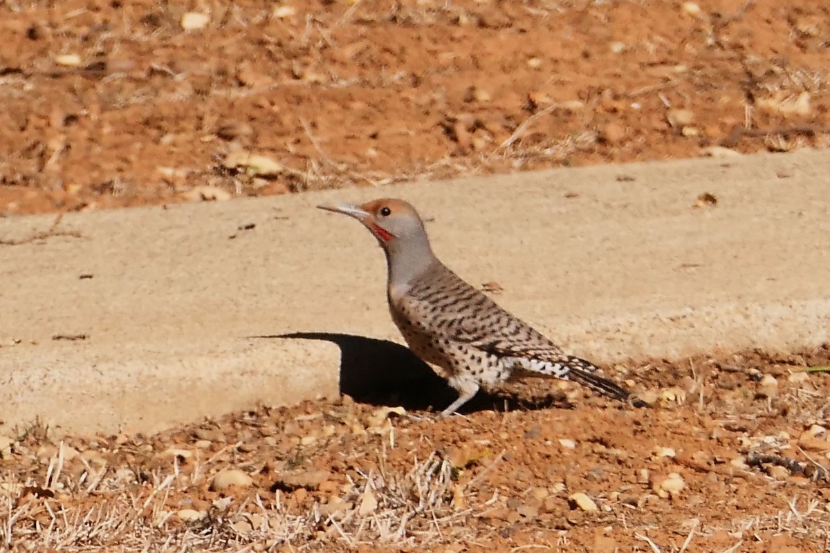 Northern Flicker (Red-shafted) - Bruce Mast