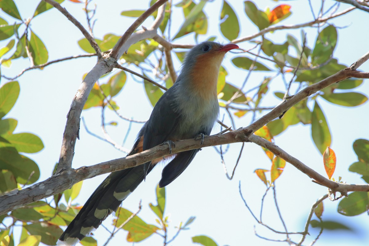 Red-billed Malkoha - ML496984131