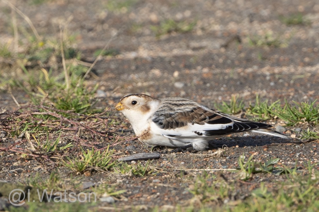 Snow Bunting - ML496984261